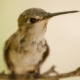 Hummingbird's Eye, by Ana Sylvia Encinas