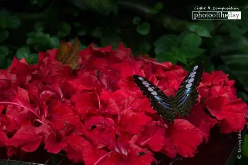 Beauty of Butterfly by Tanmoy Saha