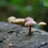 The Mushroom, by Ahmed Sabbir - Close-up Photography, Nature Photography, Photo of the Day, Photography Awards, Art Photography