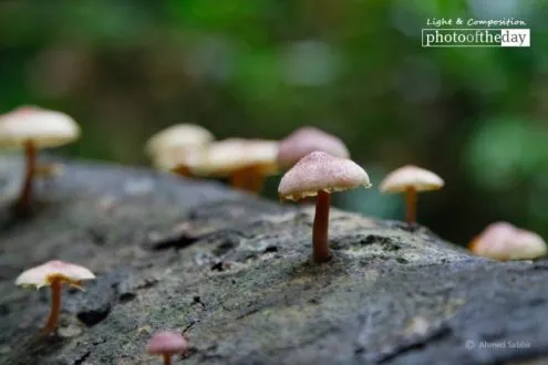 The Mushroom, by Ahmed Sabbir - Close-up Photography, Nature Photography, Photo of the Day, Photography Awards, Art Photography