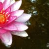 Water Lily with Bubbles, by Tisha Clinkenbeard - Nature Photography, Photography Awards, Photo of the Day, Water Lily, Fine Art Photography