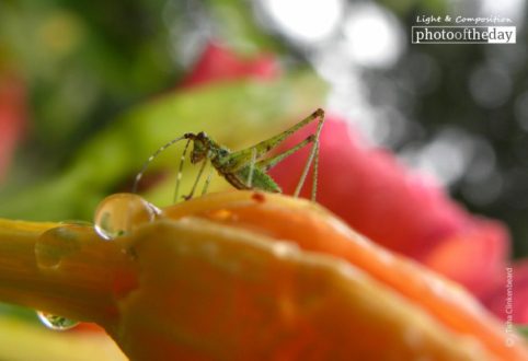 Grasshopper in the Rain, by Tisha Clinkenbeard - Close-up Photography, Nature Photography, Photography Awards, Photo of the Day, Light & Composition University