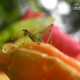 Grasshopper in the Rain, by Tisha Clinkenbeard