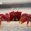 The Crab That Played with the Sea by Rezawanul Haque
