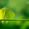 Green, by Rezawanul Haque - Close-up Photography, Photography Awards, Photo of the Day, Art Photography, Nature Photography