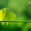Green, by Rezawanul Haque - Close-up Photography, Photography Awards, Photo of the Day, Art Photography, Nature Photography