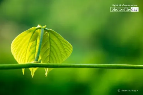 Green by Rezawanul Haque