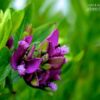 The Little Purple Flower, by Sandra Frimpong - Close-up Photography, Purple Flower Photography, Award Winning Photography, Photography Education, Photo of the Day