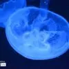 The Moon Jelly, by Ann Arthur - Underwater Photography, Moon Jelly, Photo of the Day, Photography Awards, Online Photography Courses