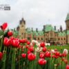 Tulips at Parliament Hill, by Mazhar Hossain - Nature Photography, Photography Awards, Photo of the Day, Tulip Photography, Online Photography Courses