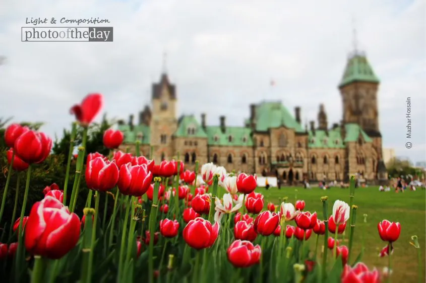 Tulips at Parliament Hill, by Mazhar Hossain - Nature Photography, Photography Awards, Photo of the Day, Tulip Photography,  Online Photography Courses