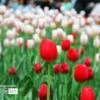 Lonely Tulip, by Mazhar Hossain - Nature Photography, Photography Awards, Photo of the Day, Award Winning Photography, Tulip Photography
