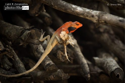 Looking for Food, by Tanmoy Saha - Wildlife Photography, Nature Photography, Photo of the Day, Photography Award,  Award Winning Photography