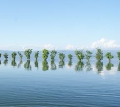 Line of Trees by Ahmed Sabbir