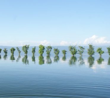 Line of Trees, by Ahmed Sabbir - Nature Photography, Photography Awards, Photo of the Day, Award Winning Photography, Landscape Photography