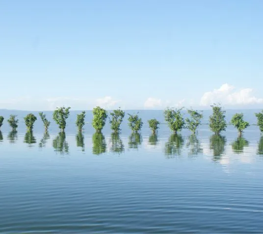 Line of Trees by Ahmed Sabbir