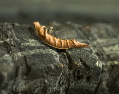 Too Old to Survive, by Tanmoy Saha - Still Life Photography, Photo of the Day, Photography Awards, Art Photography, Online Photography Courses