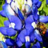 Bluebonnet Bee by Tisha Clinkenbeard