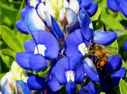 Bluebonnet Bee, by Tisha Clinkenbeard - Nature Photography, Photography Awards, Photo of the Day, Bee Photography, Wildlife Photography