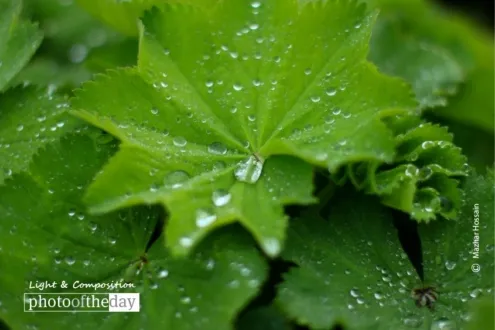 Everything Has Its Beauty, by Mazhar Hossain - Macro Photography, Photography Awards, Photo of the Day, Nature Photography, Online Photography Courses
