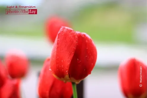 Red Blossoms by Mazhar Hossain