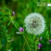 Beautiful Dandelion by Ambir Tolang