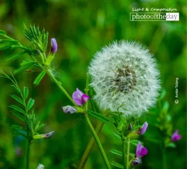 Beautiful Dandelion by Ambir Tolang