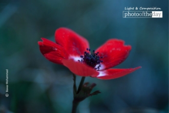 The Papaver Flower by Bawar Mohammad