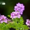 A Tribute to Mom, by Sandra Frimpong - Color Photography, Photo of the Day, Award Winning Photography, Photography Education, Online Photography Courses