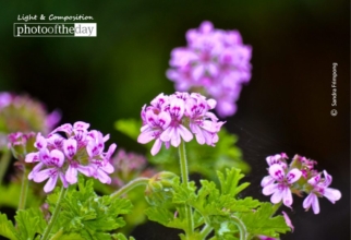 A Tribute to Mom by Sandra Frimpong