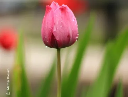 I Stand Still by Mazhar Hossain