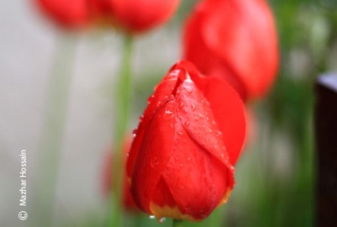 Red Tulips, by Mazhar Hossain - Nature Photography, Photography Awards, Photo of the Day, Red Tulips, Photography