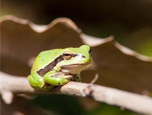 The Green Frog by Bawar Mohammad