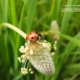 Spring is Here, by Bawar Mohammad