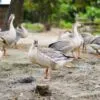 Royal Local Geese, by Rezawanul Haque - Wildlife Photography, Geese, Photo of the Day, Nature Photography, Photography Awards