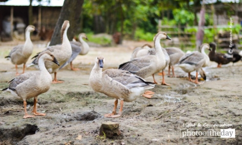 Royal Local Geese, by Rezawanul Haque - Wildlife Photography, Geese, Photo of the Day, Nature Photography, Photography Awards