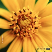 A Macro Photograph by Patricia Saraiva