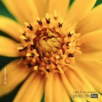 A Macro Photograph by Patricia Saraiva