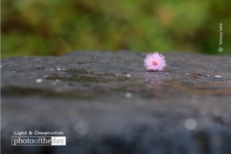It's Still Beautiful by Tanmoy Saha