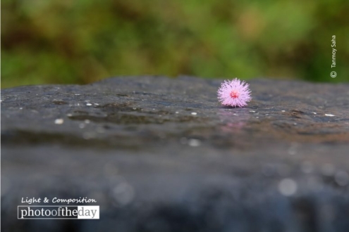 It’s Still Beautiful by Tanmoy Saha