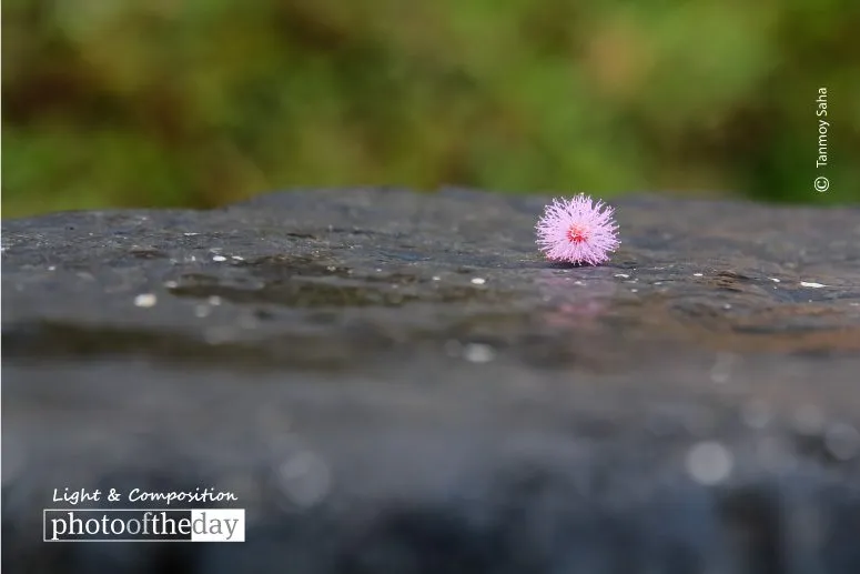 It’s Still Beautiful by Tanmoy Saha