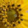 Beauty of the Flower, by Patricia Saraiva - Close-up Photography, Photography Awards, Photo of the Day, Art Photography, Macro Photography