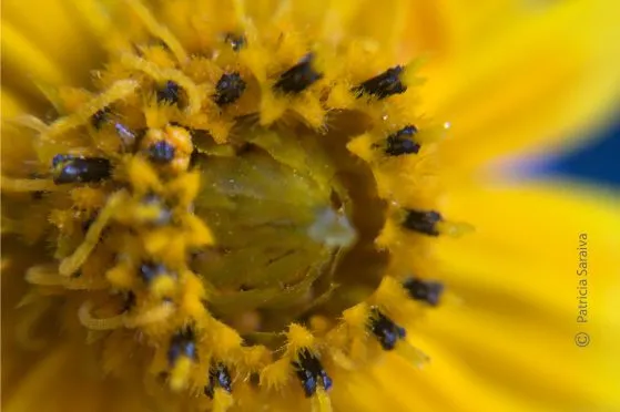 Beauty of the Flower by Patricia Saraiva
