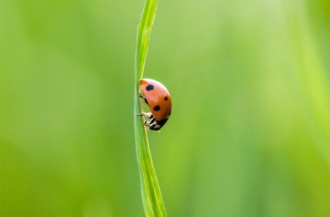 A Beautiful Ladybug by Bawar Mohammad