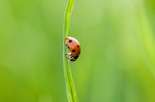A Beautiful Ladybug, by Bawar Mohammad - Nature Photography, Photography Awards, Photo of the Day, Ladybug Photography, Art Photography
