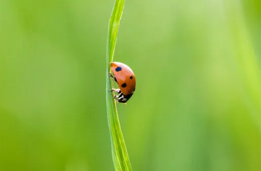 A Beautiful Ladybug by Bawar Mohammad