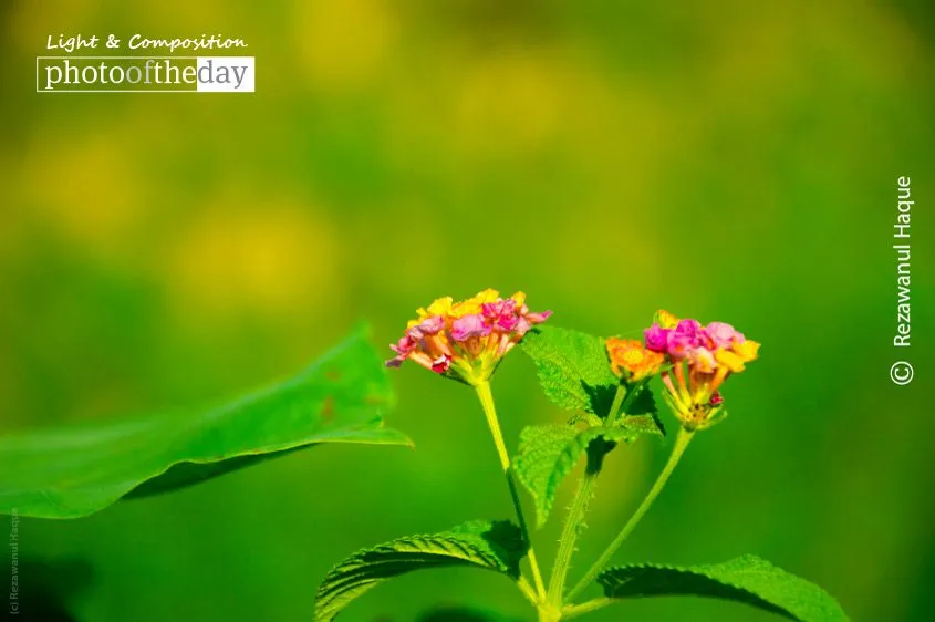 Just Some Wild Flowers by Rezawanul Haque