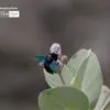 The Carpenter Bee by Masudur Rahman