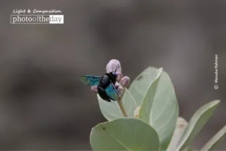 The Carpenter Bee by Masudur Rahman