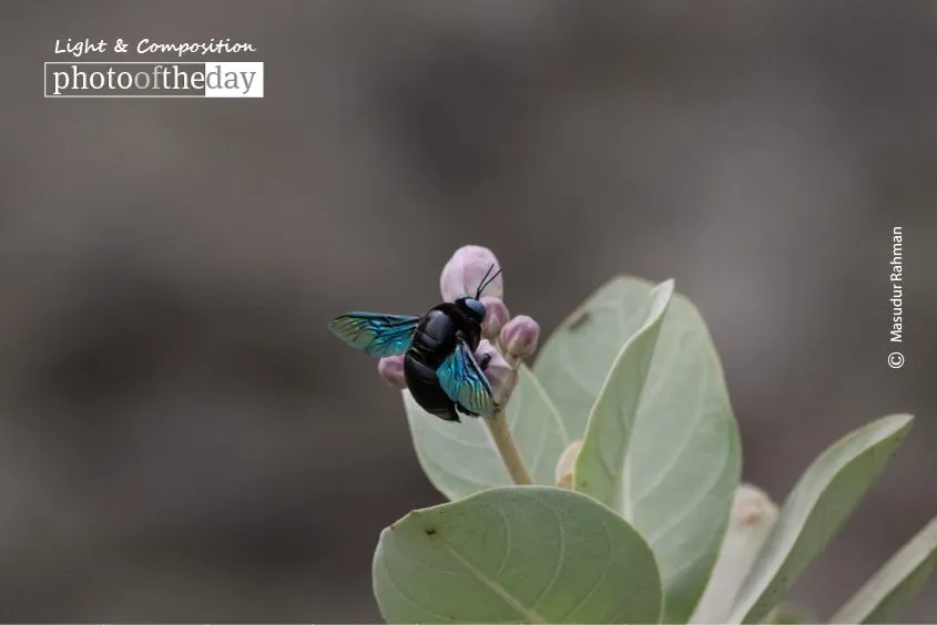 The Carpenter Bee by Masudur Rahman